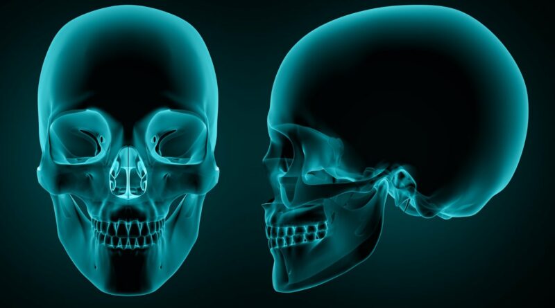 cranio humano Vision Art NEWS