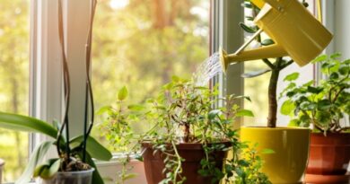 14 plantas resistentes ao sol aumente a rega gardening know how Vision Art NEWS