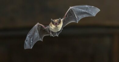 morcegos Vision Art NEWS