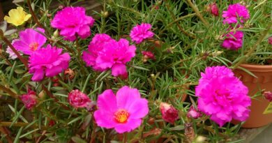 Como plantar e cuidar de onze horas Wikipedia Mokkie jardinagem flores paisagismo 2 Vision Art NEWS