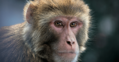 macaco rhesus Vision Art NEWS