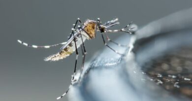 mosquito da dengue Vision Art NEWS