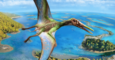 Pterossauro Vision Art NEWS