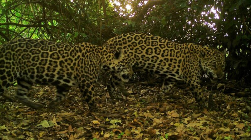 Savanização da Amazônia ameaça espécies de animais terrestres