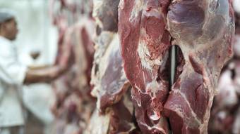 Rara em humanos, doença da vaca louca é transmitida por carne contaminada – Notícias