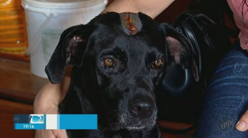 Cão é socorrido com ferimentos graves na cabeça após ser vítima de maus-tratos em Luís Antônio; vizinho é investigado | Ribeirão Preto e Franca