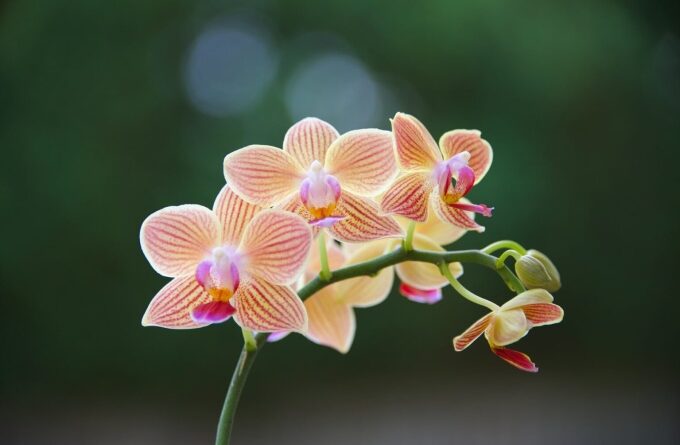 9 curiosidades sobre orquídeas que pouca gente sabe