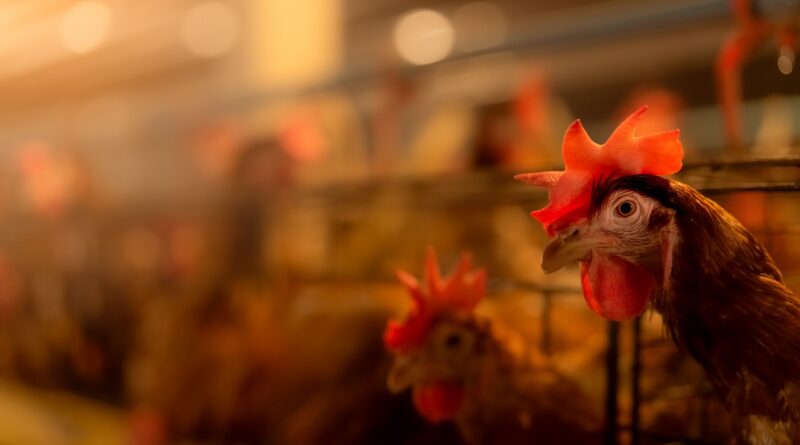 Chile em alerta após registro de caso de gripe aviária em humano