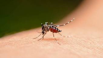 mosquito da dengue 08072023182938398 Vision Art NEWS