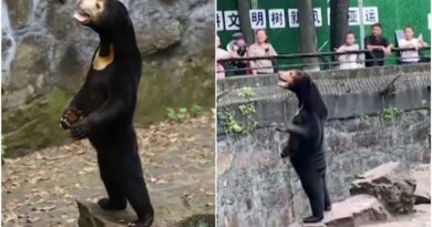 urso zoo china Vision Art NEWS