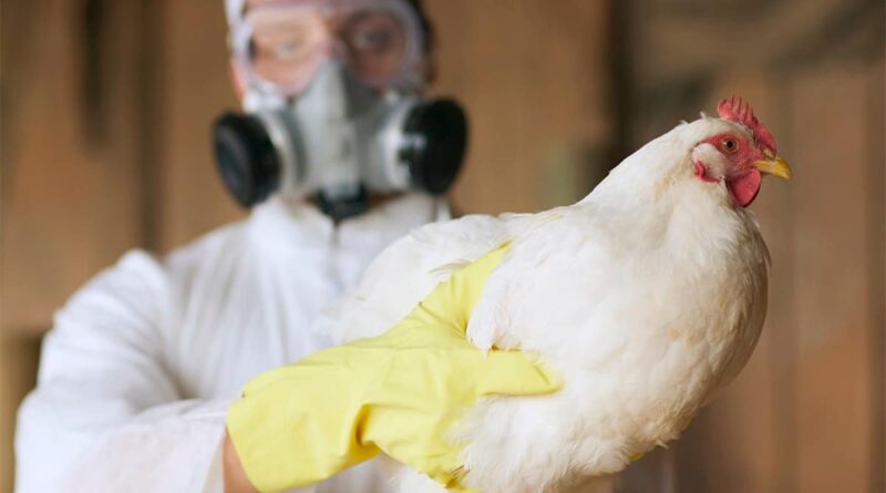 Gripe aviária é registrada em Galápagos pela 1ª vez