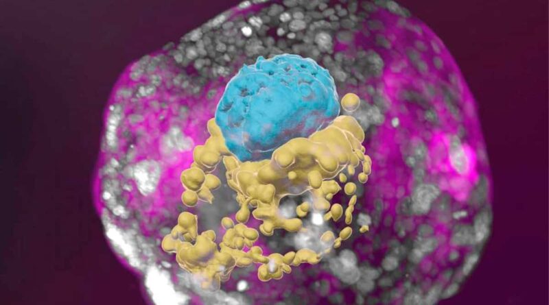 Cientistas criam 1º modelo de embrião humano com células-tronco