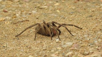 Aranha-armadeira, uma aliada do homem contra a impotência – Notícias
