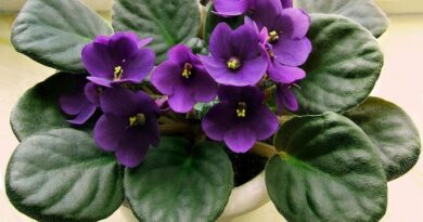 como plantar cuidar violetas africanas wikimedia commons wildfeuer 02 Vision Art NEWS