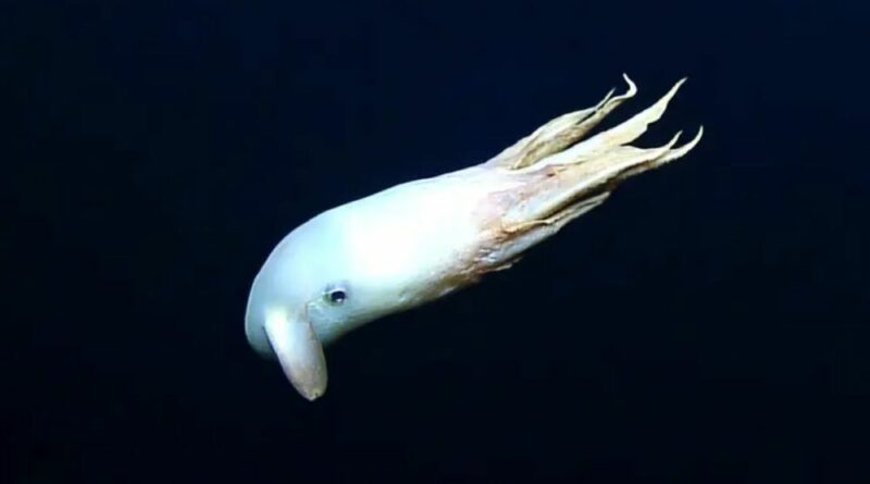 Submersível avista polvo “Dumbo” a 1.500 m de profundidade