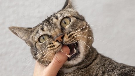 Mordida ou arranhão de gato: o que fazer se sofrer um ataque? – Notícias